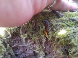 Tolypocladium capitatum image