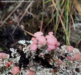 Phyllobaeis imbricata image