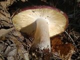 Russula vinacea image