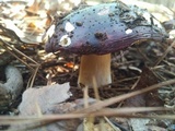 Russula vinacea image