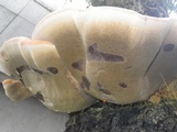 Inonotus hispidus image