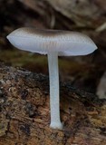 Pluteus readiarum image