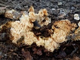 Steccherinum oreophilum image