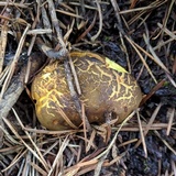 Phylloporus arenicola image