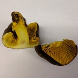 Phylloporus arenicola image