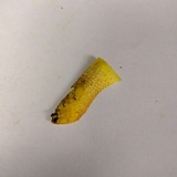 Phylloporus arenicola image
