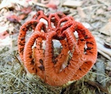 Colus pusillus image