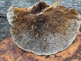 Daedaleopsis confragosa image