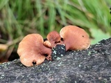 Tectella patellaris image