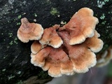 Plicaturopsis crispa image