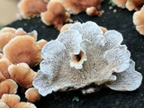 Plicaturopsis crispa image