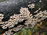 Plicaturopsis crispa image