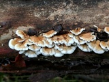 Plicaturopsis crispa image