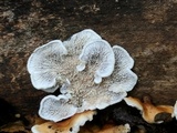 Plicaturopsis crispa image