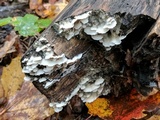 Gloeoporus dichrous image