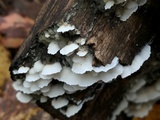 Gloeoporus dichrous image