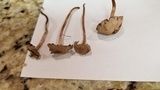 Panaeolus cinctulus image