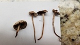 Panaeolus cinctulus image