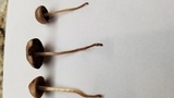 Panaeolus cinctulus image