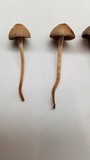 Panaeolus cinctulus image