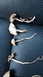 Panaeolus cinctulus image