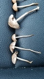 Panaeolus cinctulus image