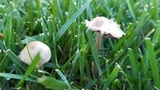 Panaeolus cinctulus image