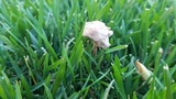 Panaeolus cinctulus image