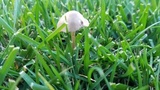 Panaeolus cinctulus image