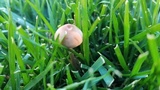 Panaeolus cinctulus image