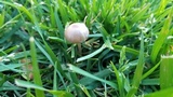 Panaeolus cinctulus image