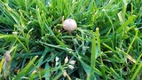 Panaeolus cinctulus image