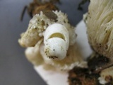 Volvariella surrecta image