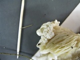 Volvariella surrecta image