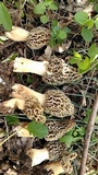 Morchella americana image