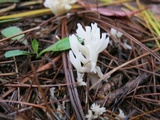 Clavulina coralloides image