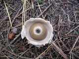 Geastrum triplex image