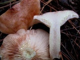 Lactarius vinaceorufescens image