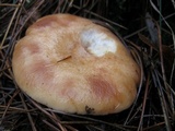 Lactarius vinaceorufescens image