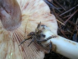 Lactarius vinaceorufescens image
