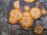 Phlebia radiata image
