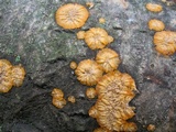 Phlebia radiata image