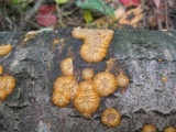 Phlebia radiata image