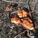 Gymnopilus luteofolius image