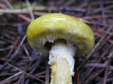 Suillus americanus image