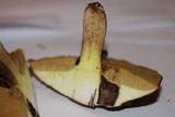 Suillus luteus image