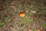 Suillus luteus image