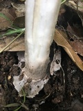 Amanita constricta image