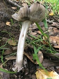 Amanita constricta image