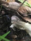 Amanita constricta image